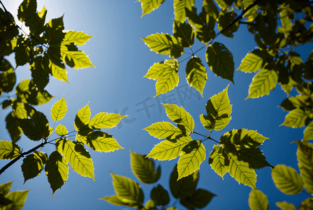 蓝天下的绿树树叶摄影图片8