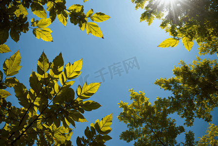 蓝天下的绿树树叶摄影配图8
