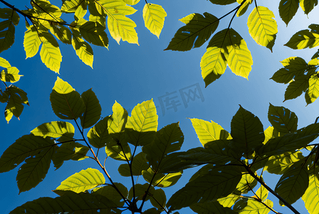 蓝天下的绿树树叶摄影图2