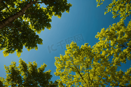 蓝天下的绿树树叶摄影图片5