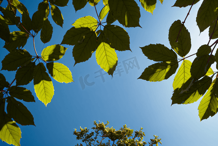 蓝天下的绿树树叶摄影配图6