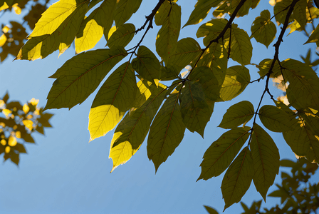 春天绿叶摄影照片_蓝天下的绿树树叶摄影配图0
