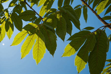 蓝天下的绿树树叶摄影图8