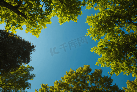 蓝天下的绿树树叶摄影图片1