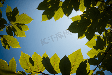 蓝天下的绿树树叶摄影图7