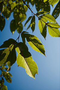 茂盛的树叶摄影照片_春天茂盛的绿树摄影图0
