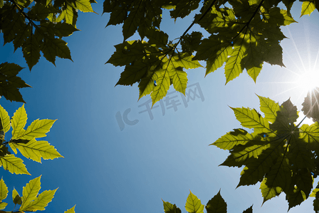 蓝天下的绿树树叶摄影配图9