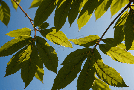 蓝天绿叶摄影照片_蓝天下的绿树树叶摄影图4
