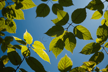 蓝天下的绿树树叶摄影配图2