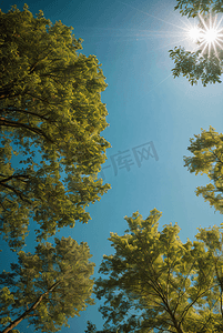 蓝天下的树木摄影图片7