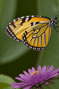 黄色蝴蝶高清摄影配图4