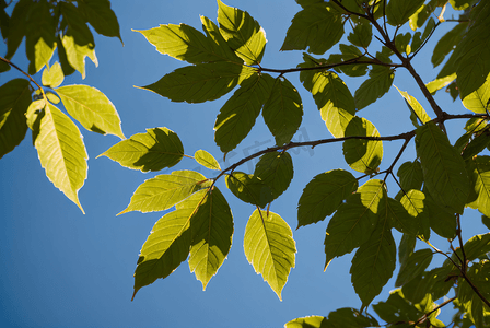 蓝天下的绿树树叶摄影照片4