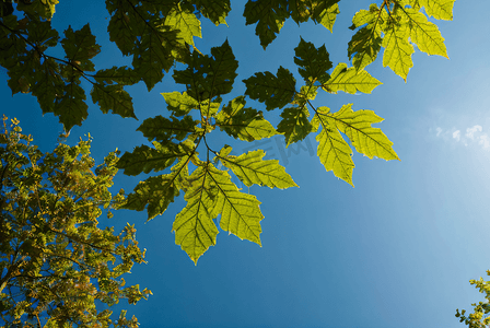 蓝天下的绿树树叶摄影配图7