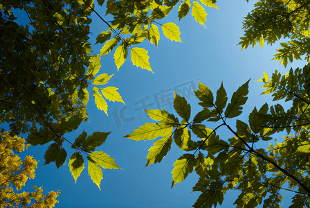春天绿叶摄影照片_蓝天下的绿树树叶摄影图