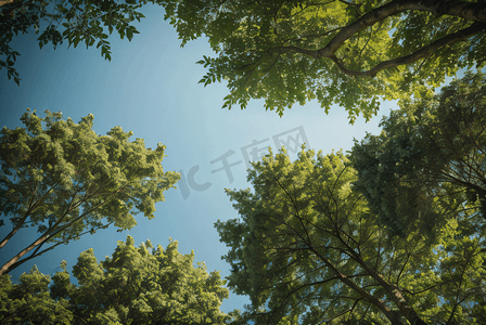 蓝天下绿色树木仰拍摄影图2