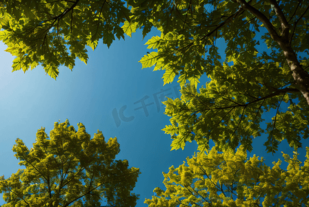 蓝天绿叶摄影照片_蓝天下的绿树树叶摄影配图4