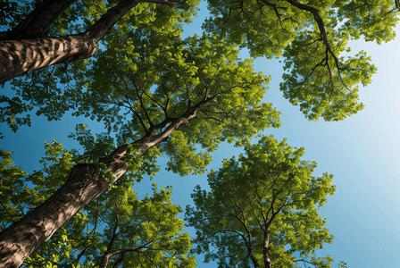 蓝天下绿色树木仰拍摄影配图1