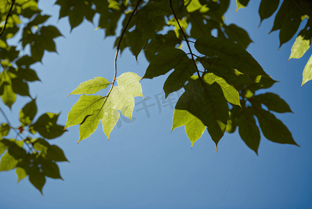 蓝天下的绿树树叶摄影图9