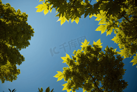 春天绿叶摄影照片_蓝天下的绿树树叶摄影配图5