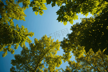蓝天下的绿树树叶摄影图6