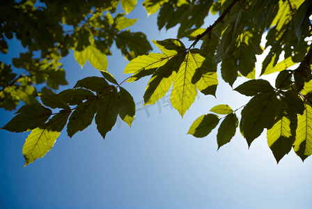 蓝天下的绿树树叶摄影图2
