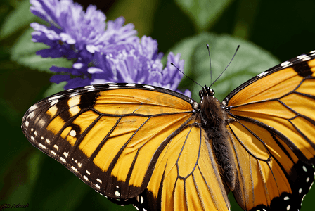 一直美丽的黄色蝴蝶摄影图片1