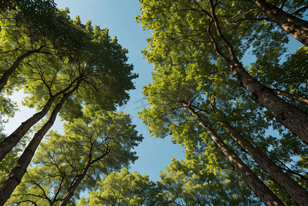 茂密的绿树仰拍摄影配图3