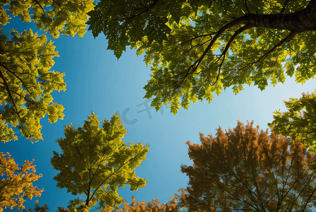 蓝天下的绿树树叶摄影图8