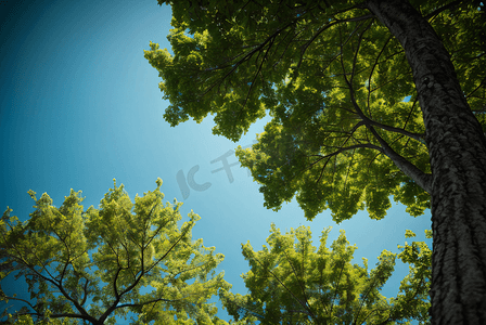 茂密的绿树仰拍摄影图片7
