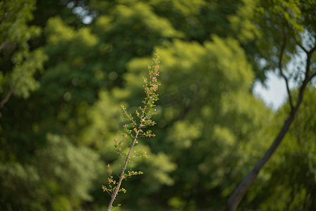 大树摄影照片_茂密的绿树仰拍摄影图片3