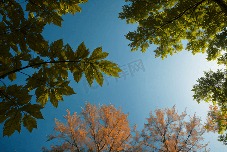 蓝天下的绿树树叶摄影配图3