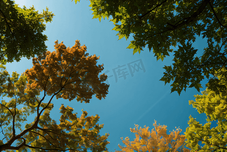蓝天下的绿树树叶摄影图5