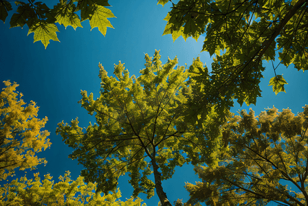 春天蓝天下的绿叶摄影图1