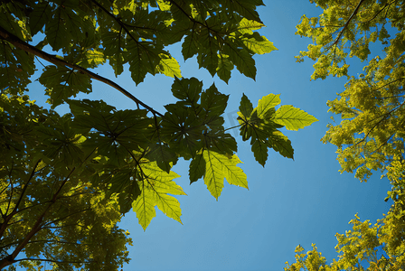 蓝天下的绿树树叶摄影照片5