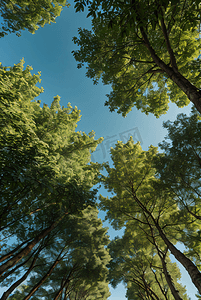 蓝天下的树木摄影图0