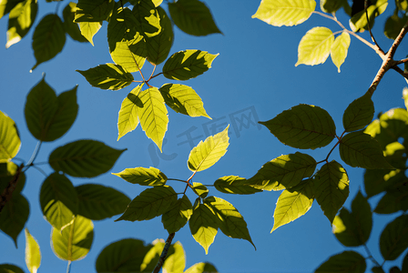 蓝天下的绿树树叶摄影配图