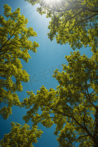 春天茂盛的绿树摄影图