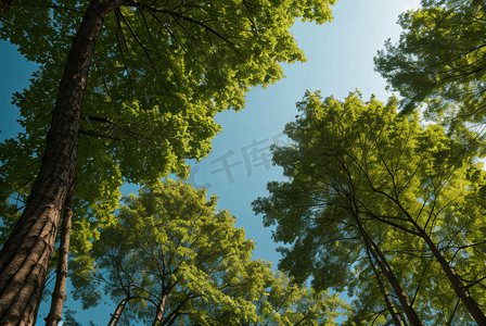 蓝天下绿色树木仰拍摄影图8