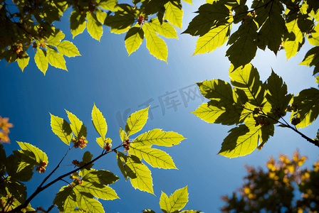 春天绿叶摄影照片_蓝天下的绿树树叶摄影照片9