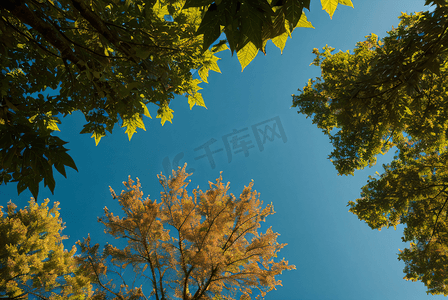 蓝天下的绿树树叶摄影图片7