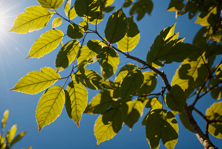 蓝天下的绿树树叶摄影图0