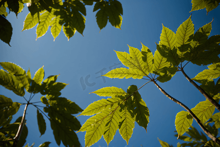蓝天下的绿树树叶摄影图3