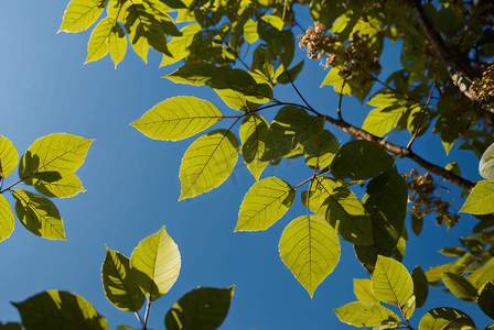 春天绿叶摄影照片_蓝天下的绿树树叶摄影图片0