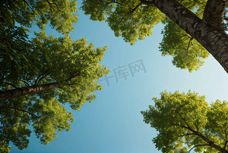 蓝天下绿色树木仰拍摄影图3