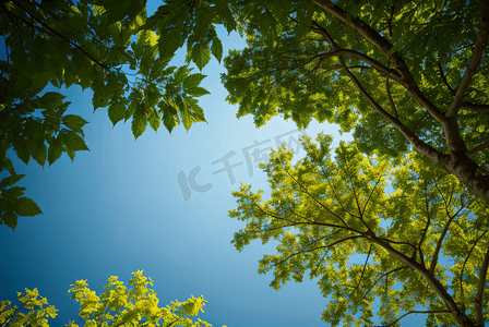 蓝天下的绿树树叶摄影图1