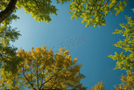 蓝天下的绿树树叶摄影图片9