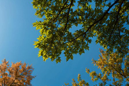 蓝天绿叶摄影照片_蓝天下的绿树树叶摄影配图1