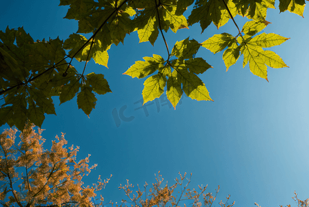春天绿叶摄影照片_蓝天下的绿树树叶摄影配图9