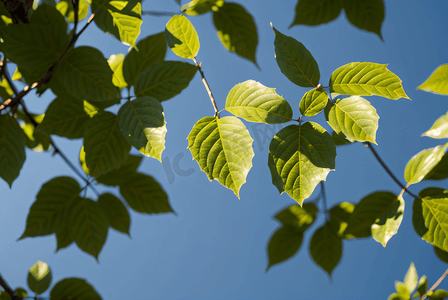 蓝天下的绿树树叶摄影图