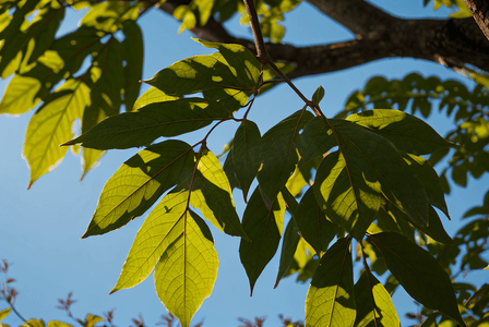 蓝天下的绿树树叶摄影照片2